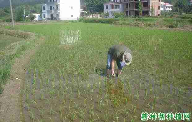 种植水稻如何管水？